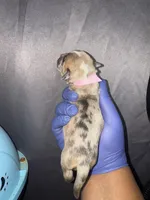 Sleeping Beauty , a female American Bully for sale in Jonesboro, GA – Photo 1 of 2