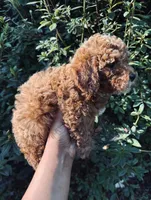 Bacon, a male Poodle - Toy  for sale in Jonesboro, GA – 2 of 3