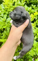 Larry The Lobster, a male American Bully for sale in Jonesboro, GA – 2 of 2