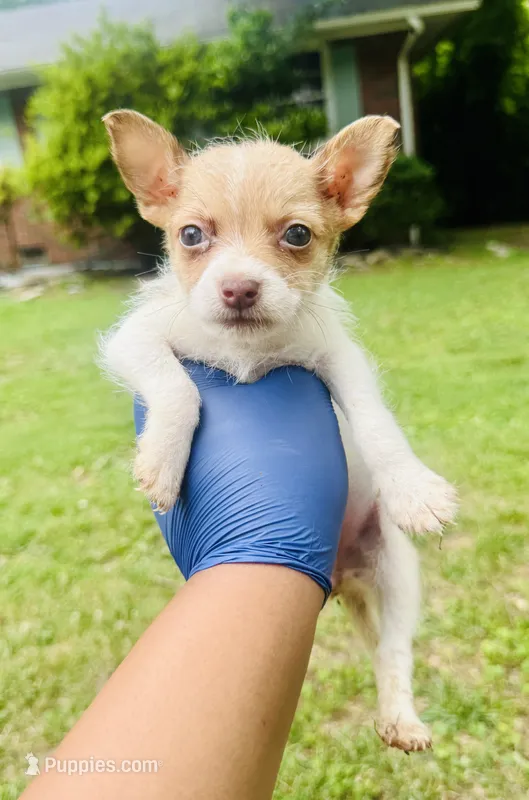 Angelica – Chihuahua, Poodle - Toy  puppy for sale in Jonesboro, GA