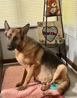 Betsy, a female German Shepherd Dog for sale in Jonesboro, GA – 6 of 7