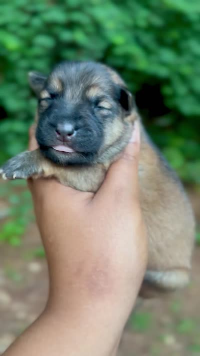 The Girl, a female German Shepherd Dog for sale in Jonesboro, GA – 2 of 2