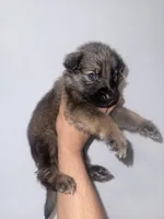 Raquel, a female German Shepherd Dog for sale in Jonesboro, GA – 5 of 9