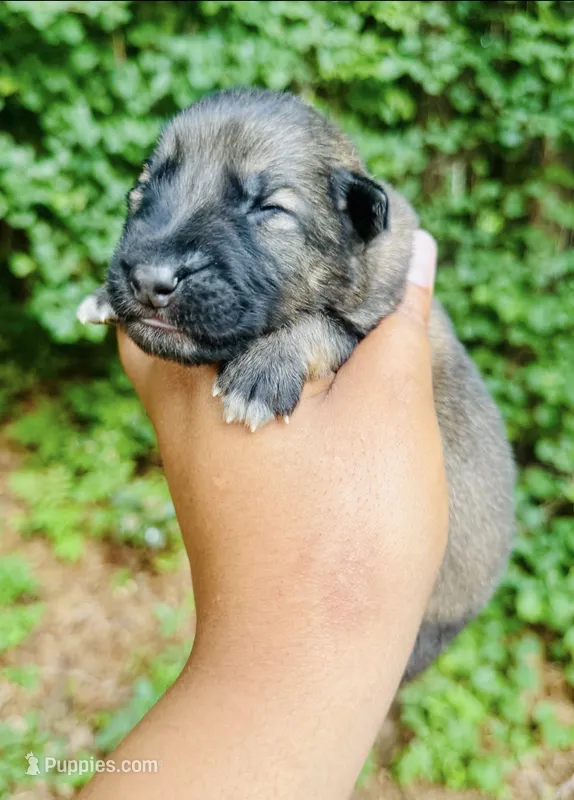 Baloo – German Shepherd Dog puppy for sale in Jonesboro, GA