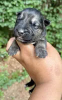 Mowgli , a male German Shepherd Dog for sale in Jonesboro, GA – 1 of 3