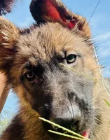 Betsy, a female German Shepherd Dog for sale in Jonesboro, GA – 4 of 7