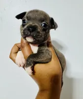 Karen, a female American Bully for sale in Jonesboro, GA – 3 of 4