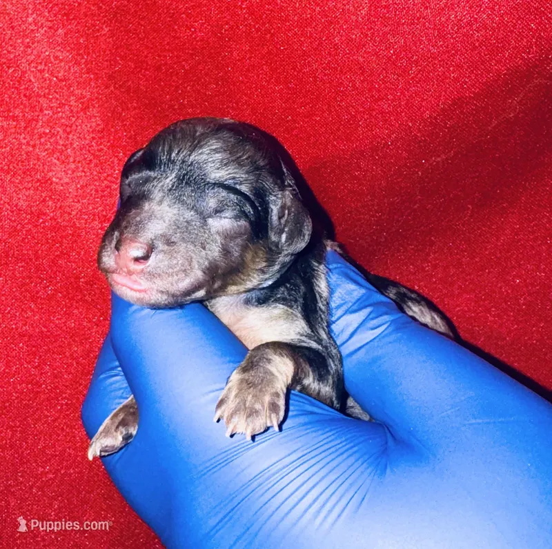 Kaya – Poodle - Toy  puppy for sale in Jonesboro, GA