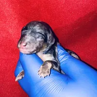 Kaya, a female Poodle - Toy  for sale in Jonesboro, GA – Photo 1 of 3