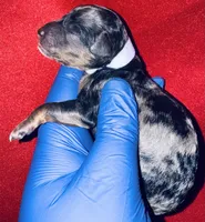 Kaya, a female Poodle - Toy  for sale in Jonesboro, GA – Photo 2 of 3