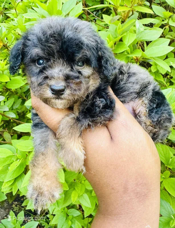 AKC Kaya – Poodle - Toy  puppy for sale in Jonesboro, GA