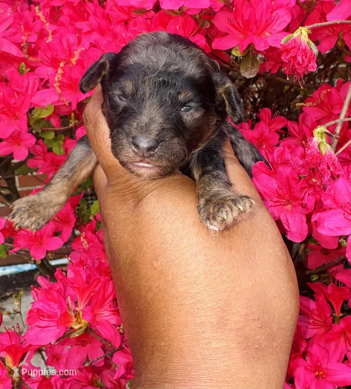 AKC Kaya – Poodle - Toy  puppy for sale in Jonesboro, GA