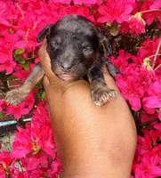 AKC Kaya, a female Poodle - Toy  for sale in Jonesboro, GA – Photo 1 of 5