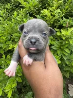 Karen, a female American Bully for sale in Jonesboro, GA – 2 of 2