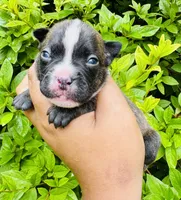 Squidward, a male American Bully for sale in Jonesboro, GA – 1 of 2