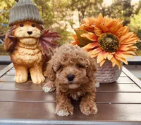 Tatter Tot, a male Poodle - Toy  for sale in Jonesboro, GA – 2 of 3