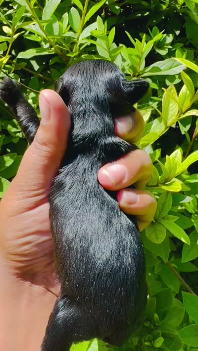 Solomon Grundy, a male Yorkipoo for sale in Jonesboro, GA – 2 of 7