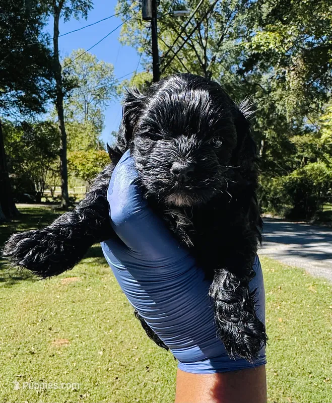 Mr.Incredible  – Shihpoo puppy for sale in Jonesboro, GA