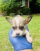 Suzie, a female Chihuahua and Poodle - Toy  for sale in Jonesboro, GA – 2 of 2