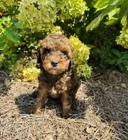 Cleveland , a male Poodle - Toy  for sale in Jonesboro, GA – 2 of 3
