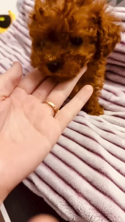Teacup Hash Brown, a female Poodle - Toy  for sale in Jonesboro, GA – 2 of 2