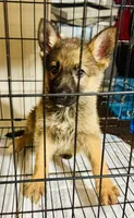 Betsy, a female German Shepherd Dog for sale in Jonesboro, GA – 5 of 7