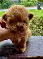 Akc Teacup Angel, a female Poodle - Toy  for sale in Jonesboro, GA – 4 of 6