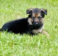 Rama, a male German Shepherd Dog for sale in Jonesboro, GA – 3 of 5