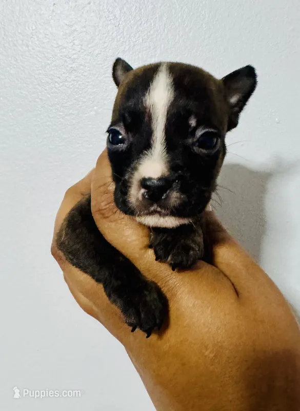 Squidward – American Bully puppy on hold in Jonesboro, GA