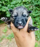 King Louie, a male German Shepherd Dog for sale in Jonesboro, GA – 1 of 3
