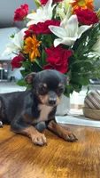 Apple, a male Chihuahua for sale in Jonesboro, GA – 3 of 3