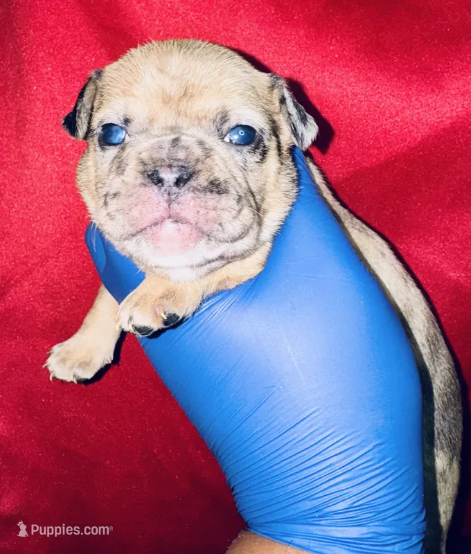 Fairy Godmother  – American Bully puppy for sale in Jonesboro, GA