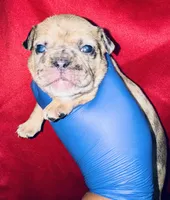 Exotic Fairy Godmother , a female American Bully for sale in Jonesboro, GA – Photo 3 of 10