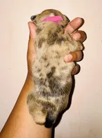 Exotic Fairy Godmother , a female American Bully for sale in Jonesboro, GA – Photo 7 of 10