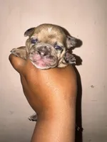 Exotic Fairy Godmother , a female American Bully for sale in Jonesboro, GA – Photo 6 of 10