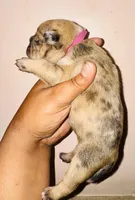 Exotic Fairy Godmother , a female American Bully for sale in Jonesboro, GA – Photo 8 of 10