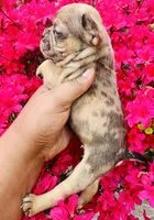 Exotic Fairy Godmother , a female American Bully for sale in Jonesboro, GA – Photo 2 of 10