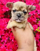 Exotic Fairy Godmother , a female American Bully for sale in Jonesboro, GA – Photo 1 of 10