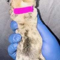 Exotic Fairy Godmother , a female American Bully for sale in Jonesboro, GA – Photo 9 of 10