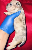 Exotic Fairy Godmother , a female American Bully for sale in Jonesboro, GA – Photo 5 of 10