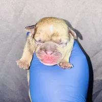 Exotic Fairy Godmother , a female American Bully for sale in Jonesboro, GA – Photo 10 of 10