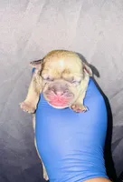 Fairy Godmother , a female American Bully for sale in Jonesboro, GA – Photo 2 of 2