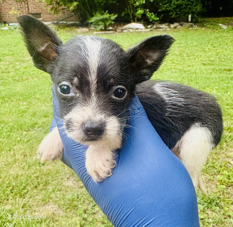 Tommy – Chihuahua, Poodle - Toy  puppy for sale in Jonesboro, GA