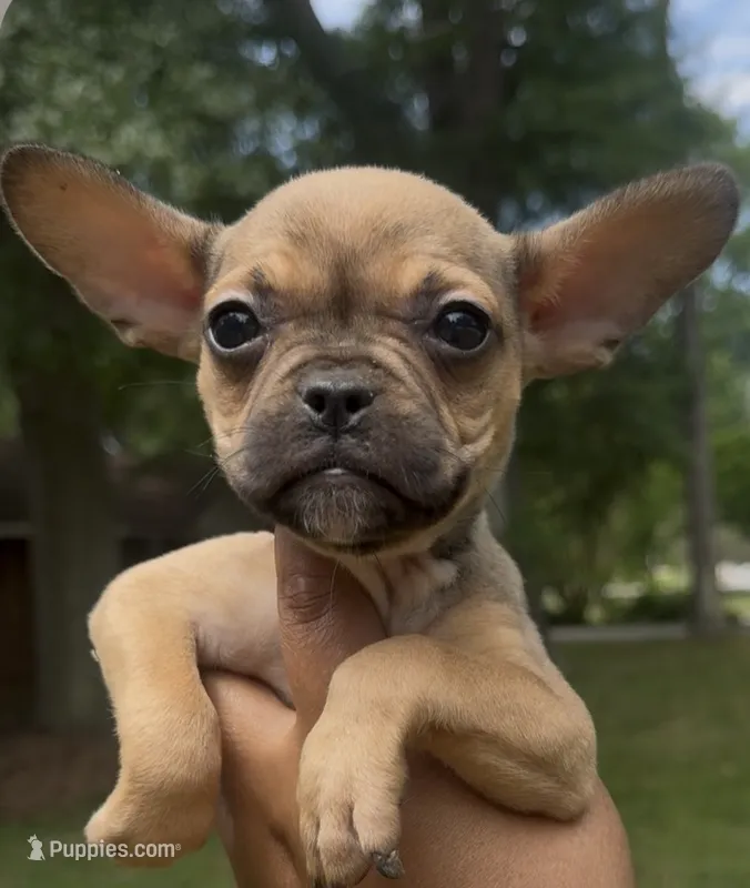 Exotic Cinderella – French Bulldog, American Bully puppy for sale in Jonesboro, GA