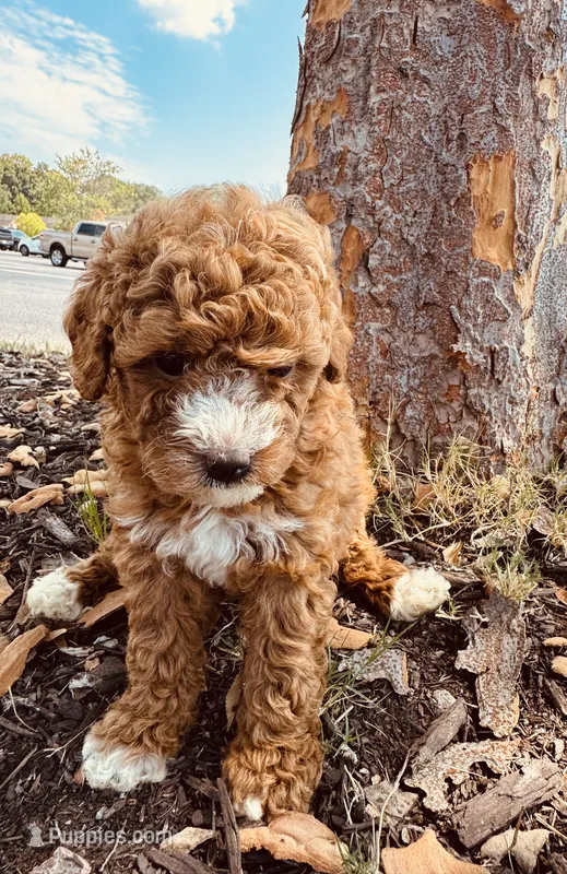 Niota – Poodle - Toy  puppy for sale in Jonesboro, GA