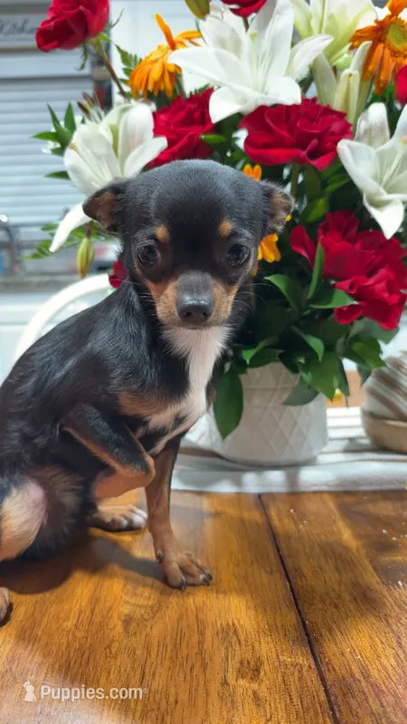 Apple – Chihuahua puppy on hold in Jonesboro, GA