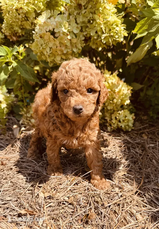 Dayton – Poodle - Toy  puppy for sale in Jonesboro, GA
