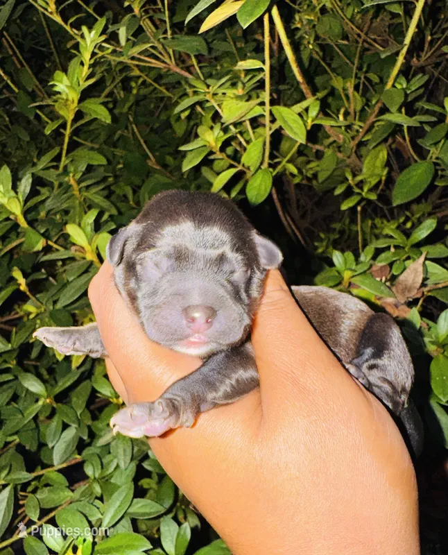 Georgia  – Yorkipoo puppy for sale in Jonesboro, GA