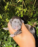 Georgia , a female Yorkipoo for sale in Jonesboro, GA – 1 of 2