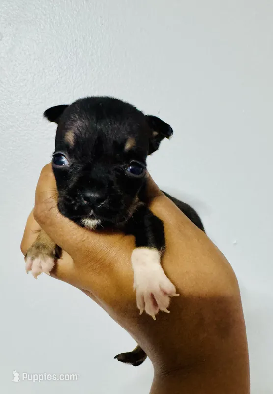 Patrick – American Bully puppy for sale in Jonesboro, GA